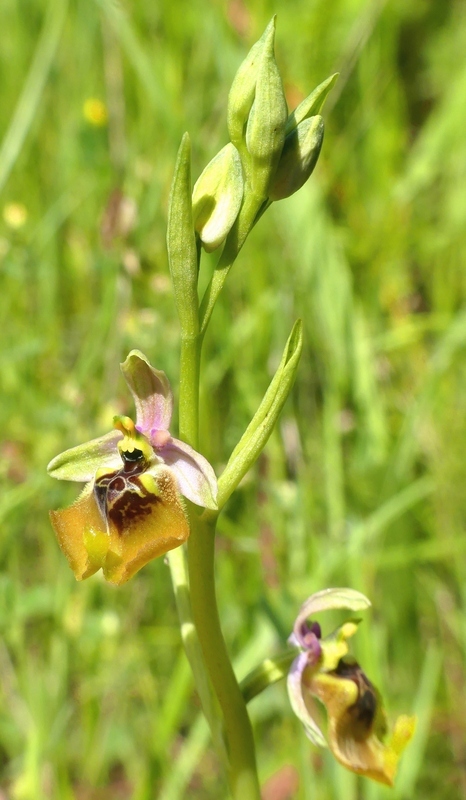 Ophrys lacaitae tra introgressioni e forme ibride  Molise 2023.